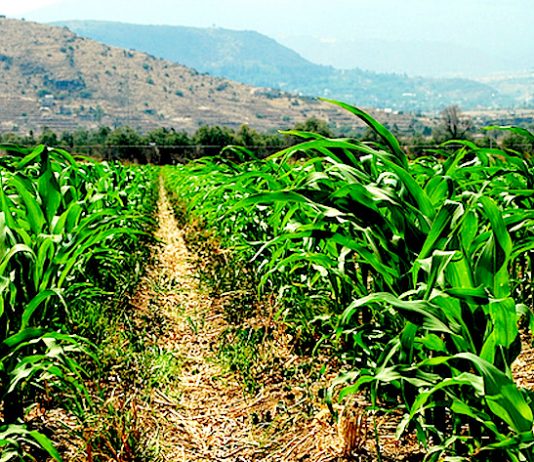GMB to pay maize producers $16k after 30% incentive Agric