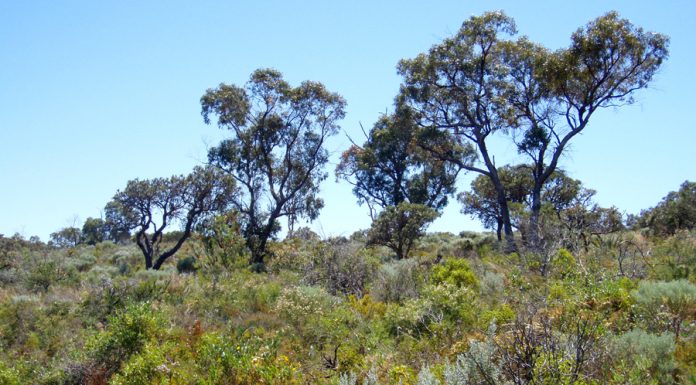 bp bushland