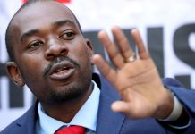 chamisa