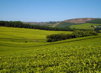 Tanganda