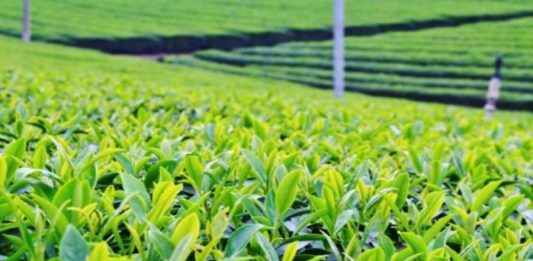 Ariston Holdings revenue grows 15% in 9 months to June