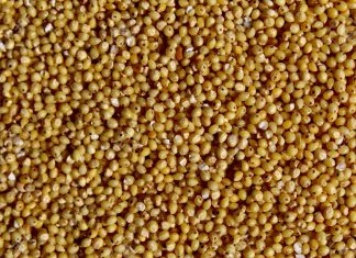 Small Grain