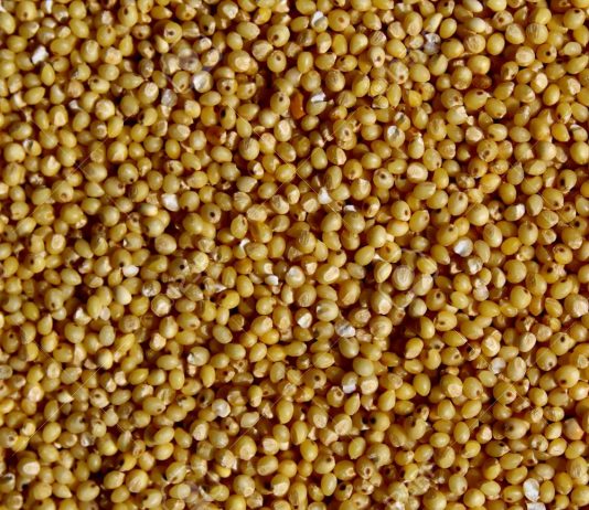 Small grains can save communities Small Grain