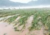 maize floods