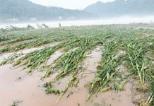 maize floods