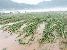 maize floods