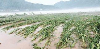 maize floods