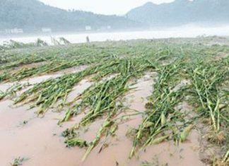 maize floods