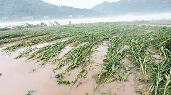 maize floods