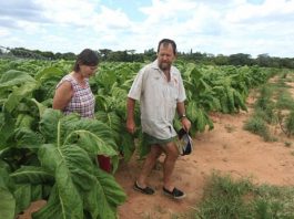 white farmers