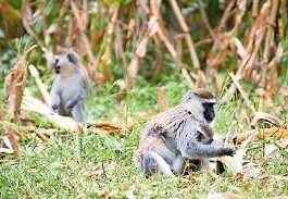 Long Read: A nation’s demise? Baboons