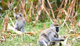 Baboons