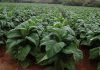 More than 50 000 hectares will be put under tobacco on contract basis this coming farming season