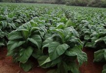 More than 50 000 hectares will be put under tobacco on contract basis this coming farming season