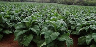 More than 50 000 hectares will be put under tobacco on contract basis this coming farming season