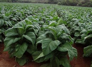 More than 50 000 hectares will be put under tobacco on contract basis this coming farming season