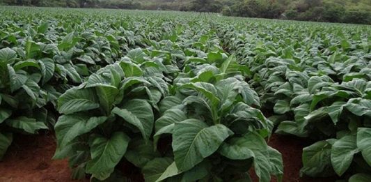 More than 50 000 hectares will be put under tobacco on contract basis this coming farming season