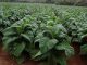 More than 50 000 hectares will be put under tobacco on contract basis this coming farming season