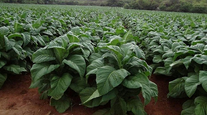 More than 50 000 hectares will be put under tobacco on contract basis this coming farming season