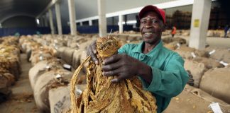 Tobacco Zimbabwe