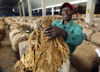 Tobacco Zimbabwe