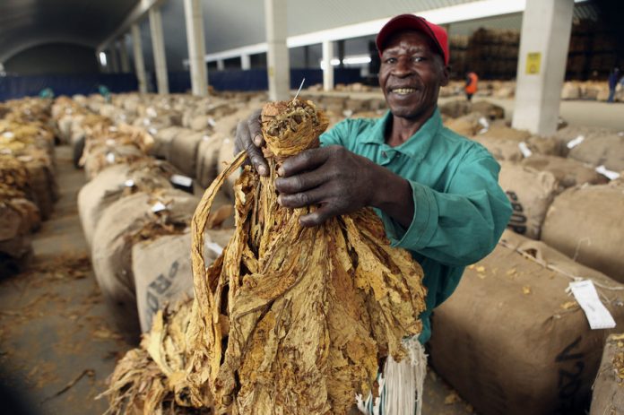 Tobacco Zimbabwe