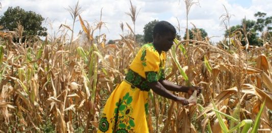 Zimbabwe maize yields at 0.57t/ha in 2019/20, faces cereal deficit of 1.16m tonnes