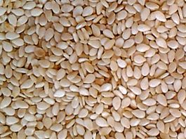 Sesame Seeds 1