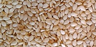 Sesame Seeds 1