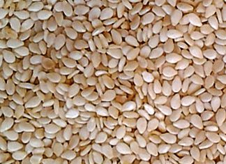 Sesame Seeds 1