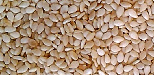 Sesame Seeds 1