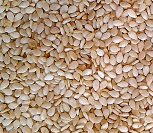 Sesame Seeds 1