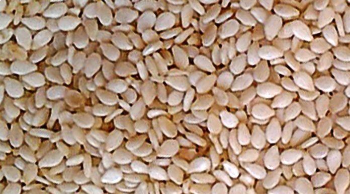 Sesame Seeds 1