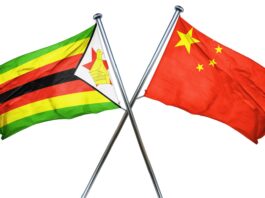 Zim to start blueberry exports to China in key breakthrough