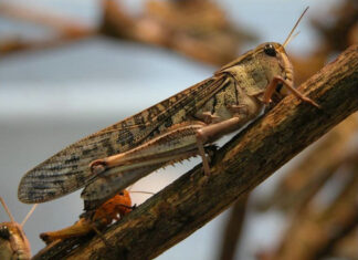 Locust