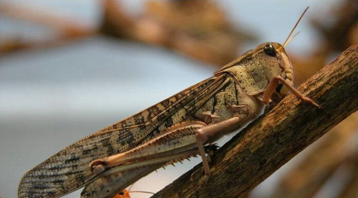 Locust