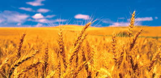 Zimbabwe Sets Stage for Wheat Export Boom After Record Harvest Wheat
