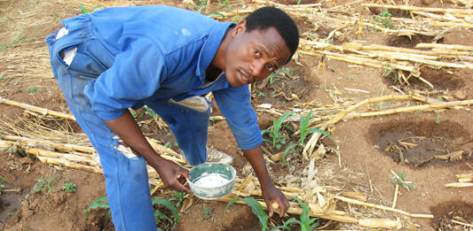 Government is pinning it's hope of enhanced agricultural production on 2.2 million families trained under the Pfumvudza programme