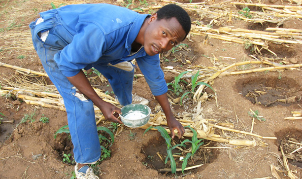 Pfumvudza Government is pinning it's hope of enhanced agricultural production on 2.2 million families trained under the Pfumvudza programme