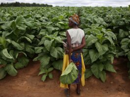 Tobacco land preparations behind schedule Tobacco