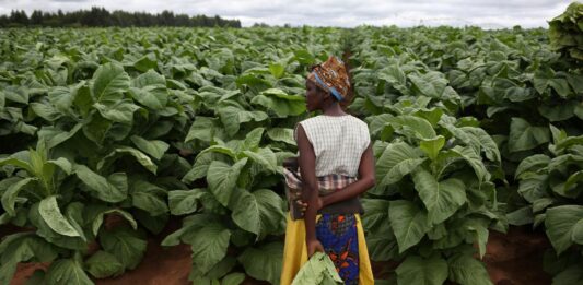 Tobacco land preparations behind schedule Tobacco