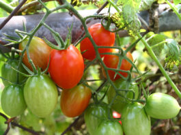 Zim, UK launch horticulture trade partnership Tomatoes