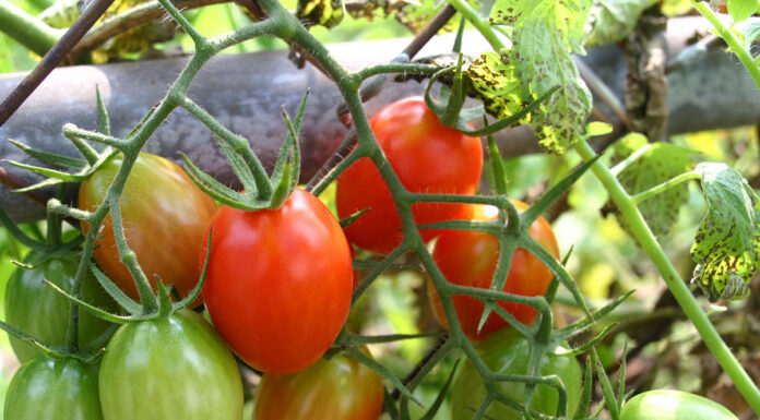 Tomatoes