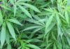 A truck driver and its owner have been arrested in Zambia for cannabis trafficking and bribery, respectively