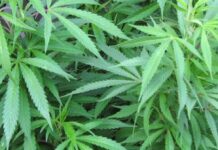 A truck driver and its owner have been arrested in Zambia for cannabis trafficking and bribery, respectively
