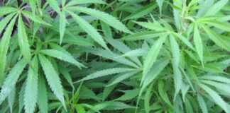 A truck driver and its owner have been arrested in Zambia for cannabis trafficking and bribery, respectively