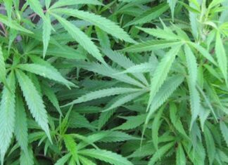 A truck driver and its owner have been arrested in Zambia for cannabis trafficking and bribery, respectively