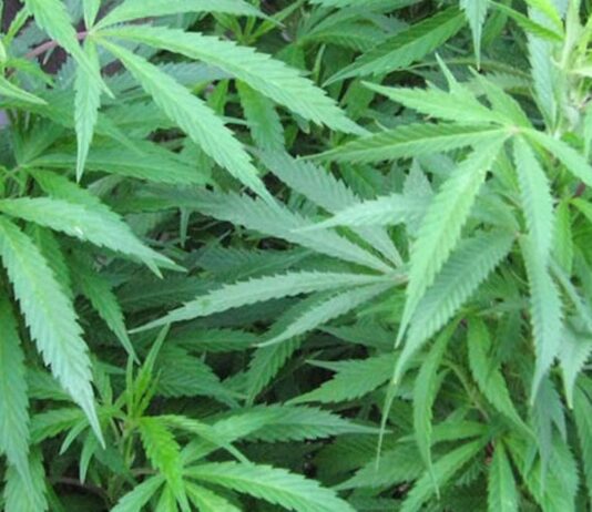 Two Zimbas arrested in Zambia over tonne of mbanje A truck driver and its owner have been arrested in Zambia for cannabis trafficking and bribery, respectively