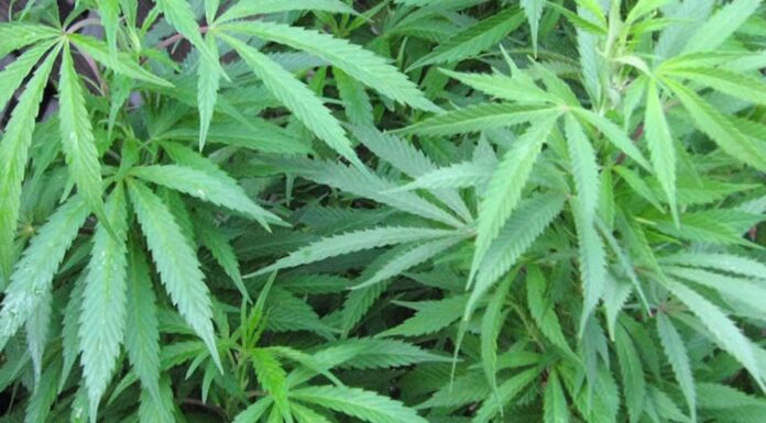 A truck driver and its owner have been arrested in Zambia for cannabis trafficking and bribery, respectively