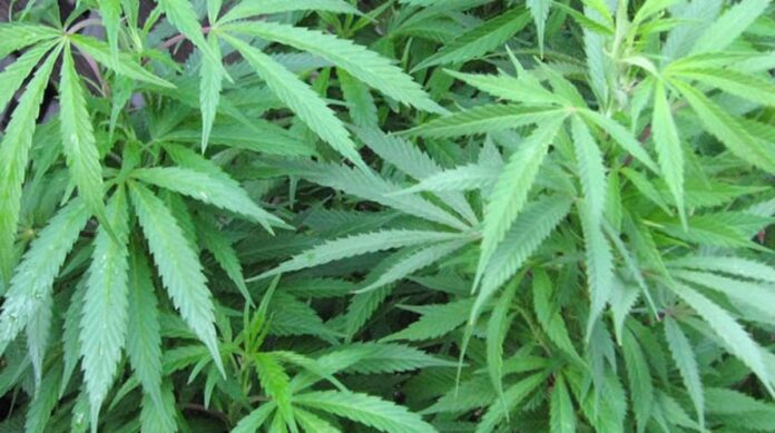 MBANJE A truck driver and its owner have been arrested in Zambia for cannabis trafficking and bribery, respectively